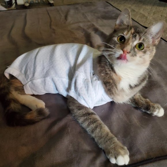 Meet your Posher, Ellie - Picture 4 of 5